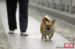 娱乐吃瓜养狗视频,揭秘网红宠物吃播背后的真相