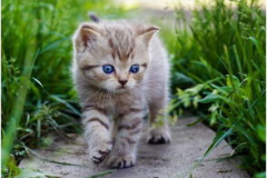 娱乐吃瓜酱给猫照相,猫咪写真集