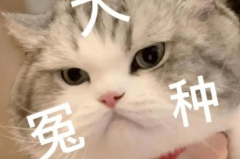 娱乐吃瓜君猫猫子,吃瓜与逆袭之路